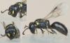 Hylaeus pictipes